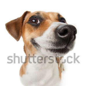 Meet your Posher, Elliot